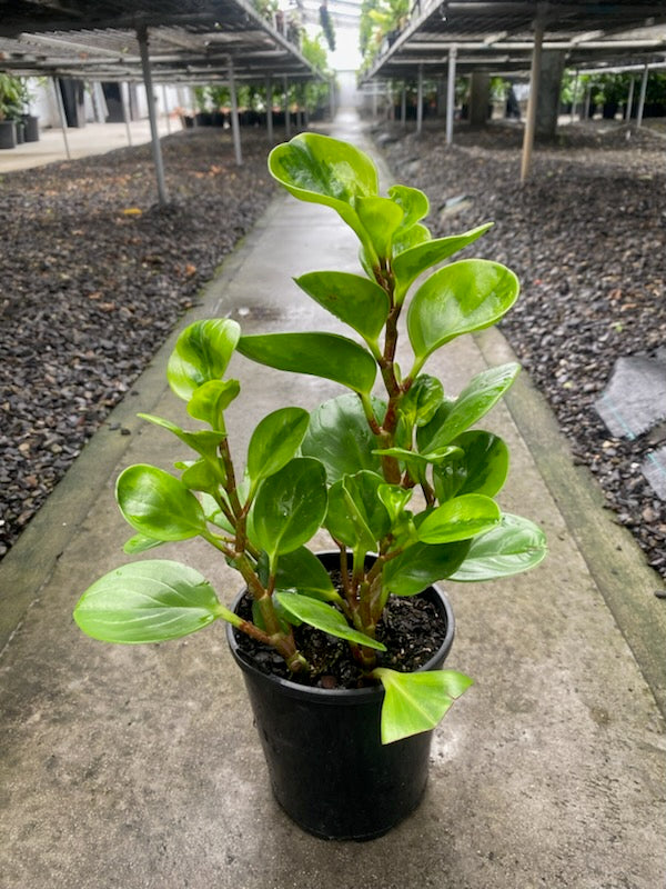 the plant broker