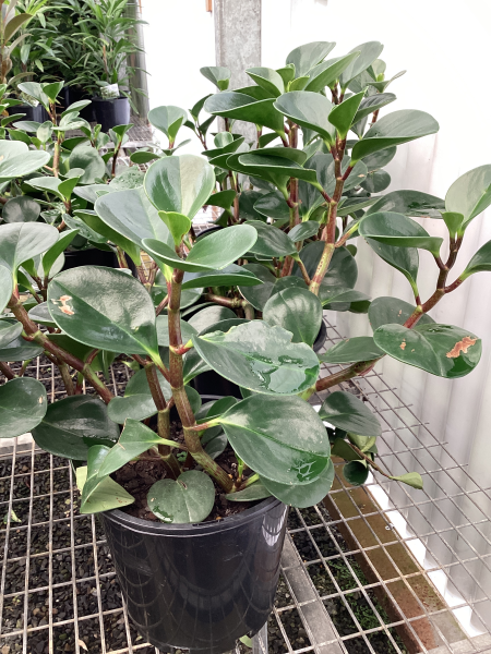 Peperomia obtusifolia 'Red Edge'