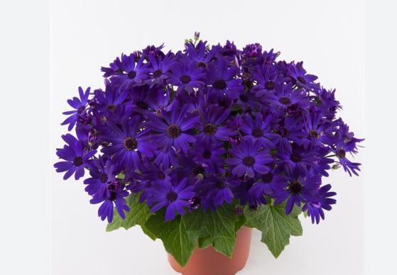 Pericallis Senetti Blue