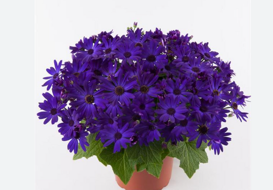 Pericallis Senetti Blue