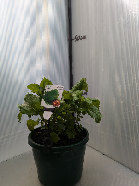 Perilla frutescens crispa