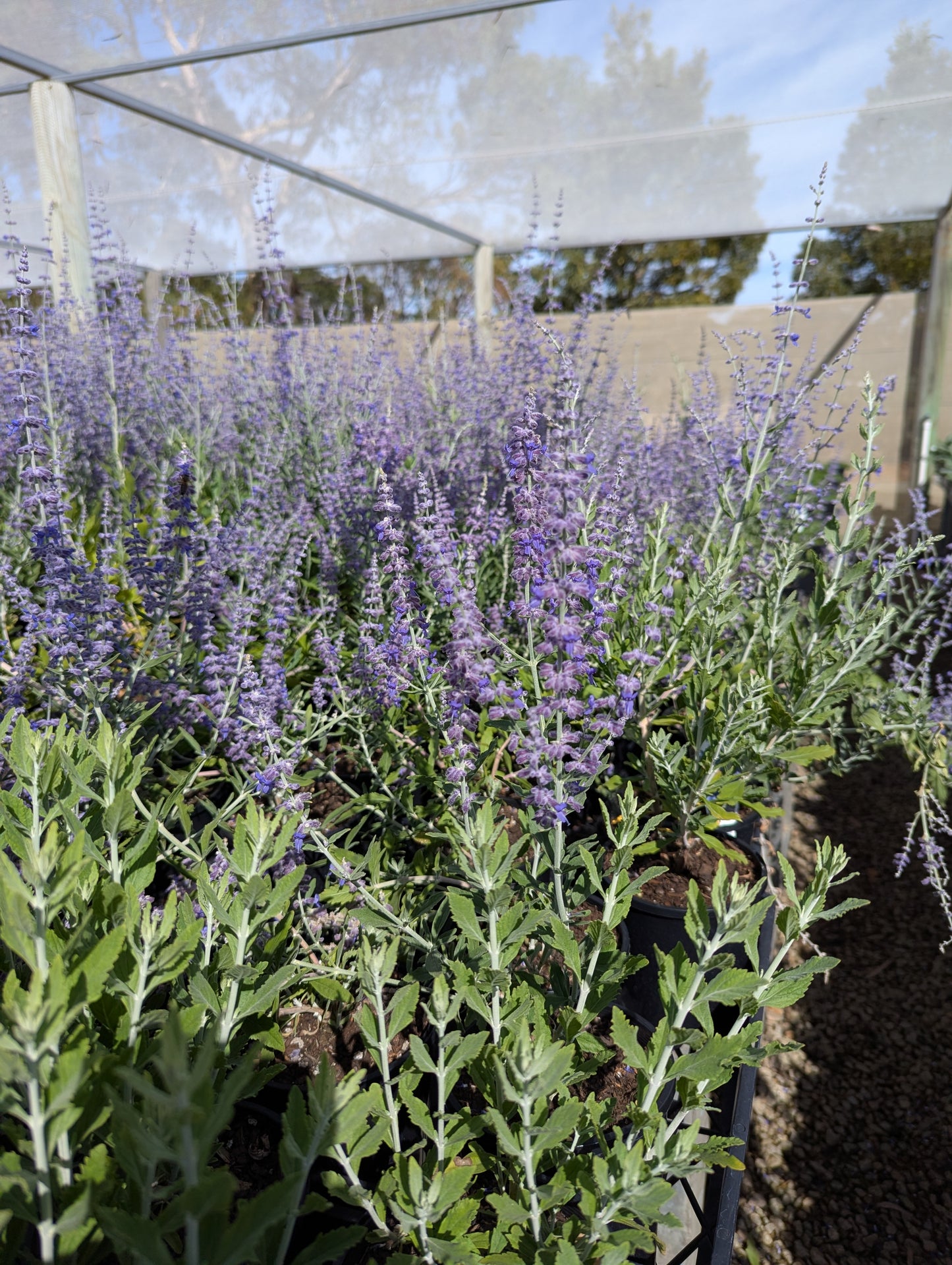 Perovskia atriplicifolia