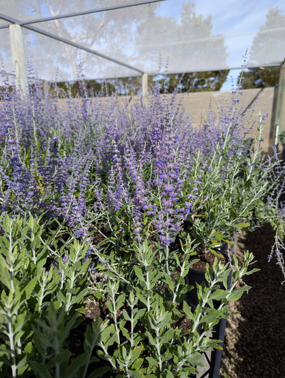 Perovskia atriplicifolia
