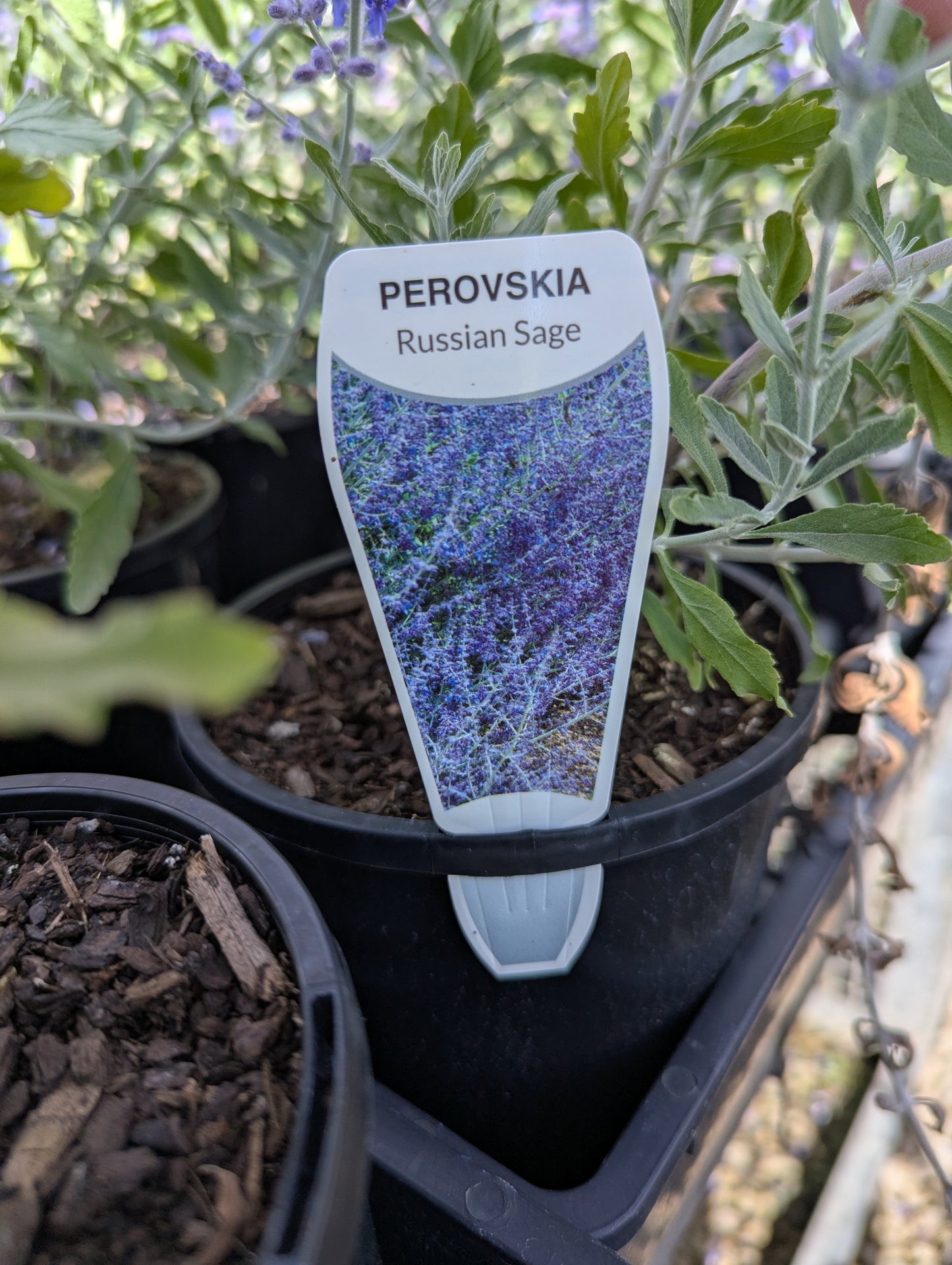 Perovskia atriplicifolia