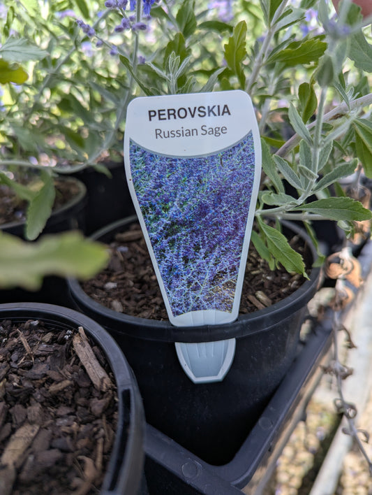 Perovskia atriplicifolia
