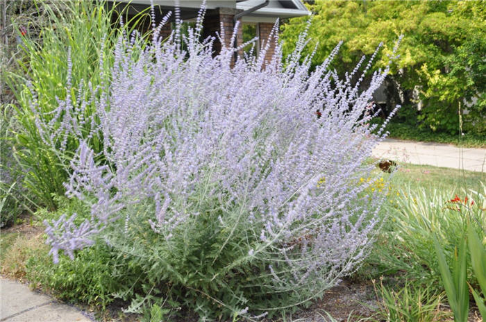 Perovskia atriplicifolia Longin