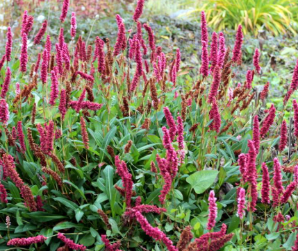 Persicaria affinis 'Dimity'