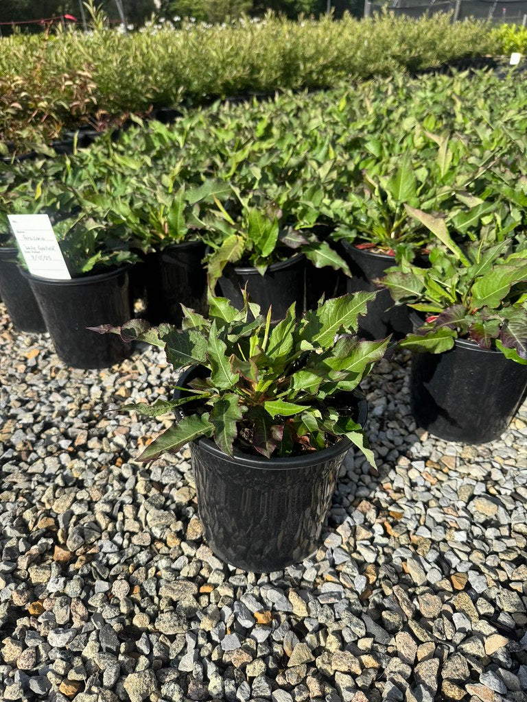 the plant broker