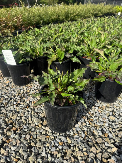 Persicaria amplexicaulis 'White Eastfield'