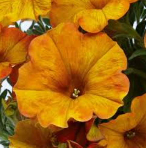 Petchoa SuperCal Sunset Orange