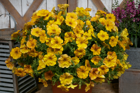 Petchoa SuperCal Yellow Sun