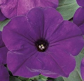 Petunia Blue Craze