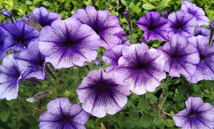 Petunia Blue Ice