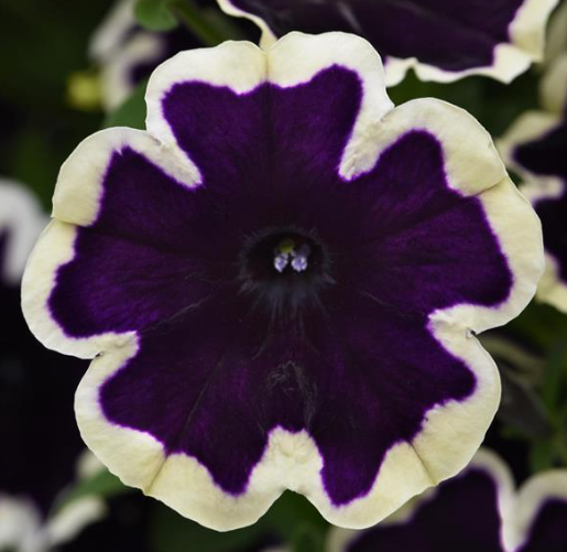 Petunia Blueberries and Cream