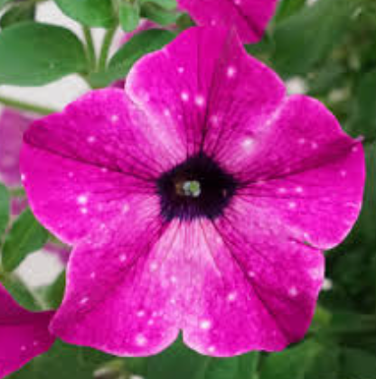 Petunia Circus Sky