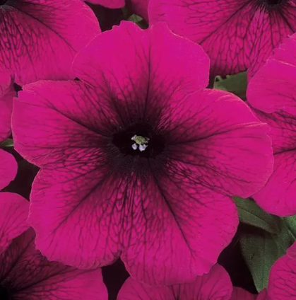 Petunia Craze Burgundy