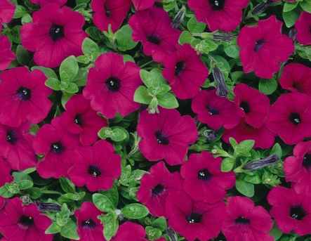 Petunia Craze Purple
