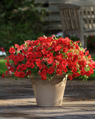 Petunia Craze Red