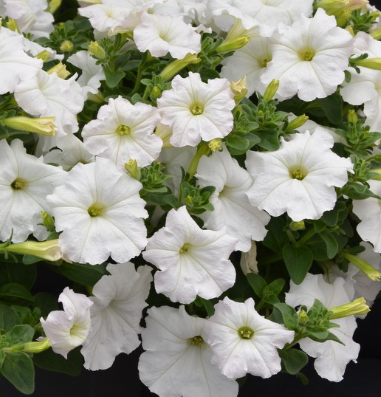 Petunia Craze White