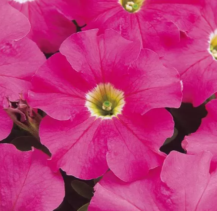 Petunia Dreams Pink