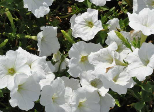 Petunia Limbo White