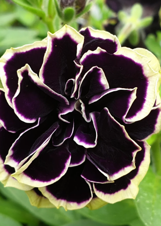 Petunia Midnight Gold