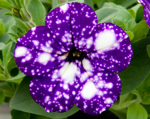 Petunia Night Sky