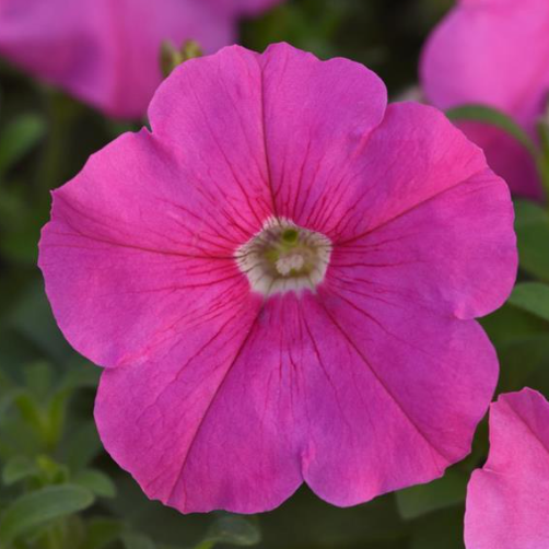 Petunia Pink