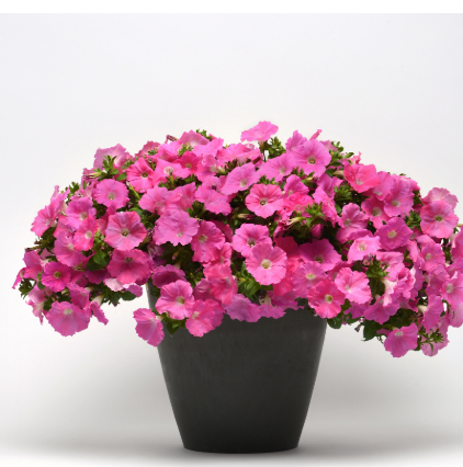 Petunia Pink Craze