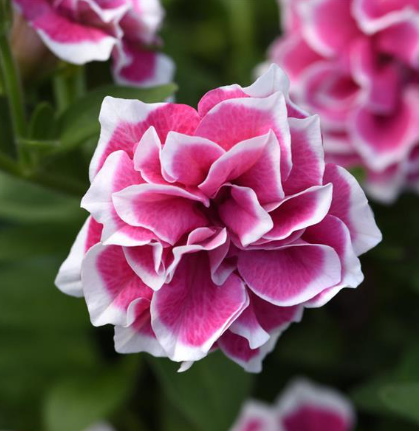 Petunia Pink Diamond