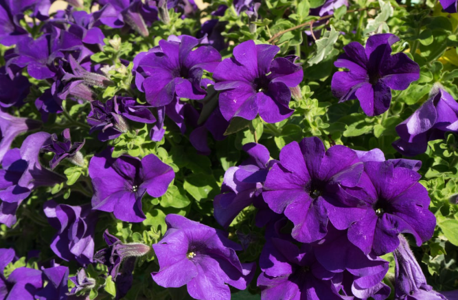 Petunia Purple