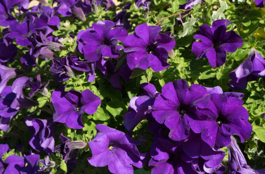 Petunia Purple