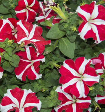 Petunia Red and White