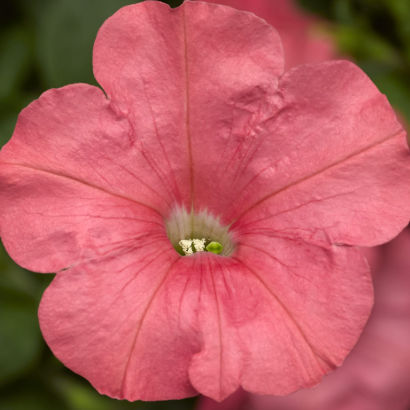 Petunia Salmon