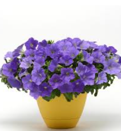 Petunia Sky Blue
