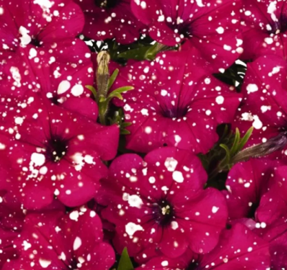 Petunia Sparkling Cardinal