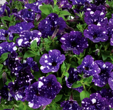 Petunia Surprise Sparkle Blue