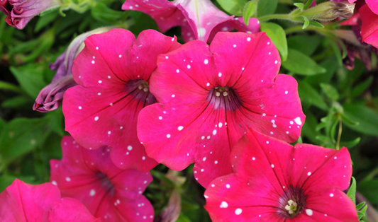 Petunia Surprise Sparkle Magenta