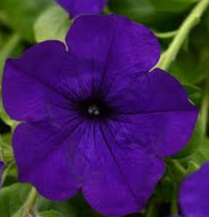 Petunia Violet
