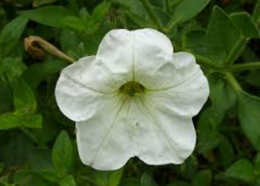 Petunia White