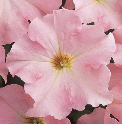 Petunia Apple Blossom