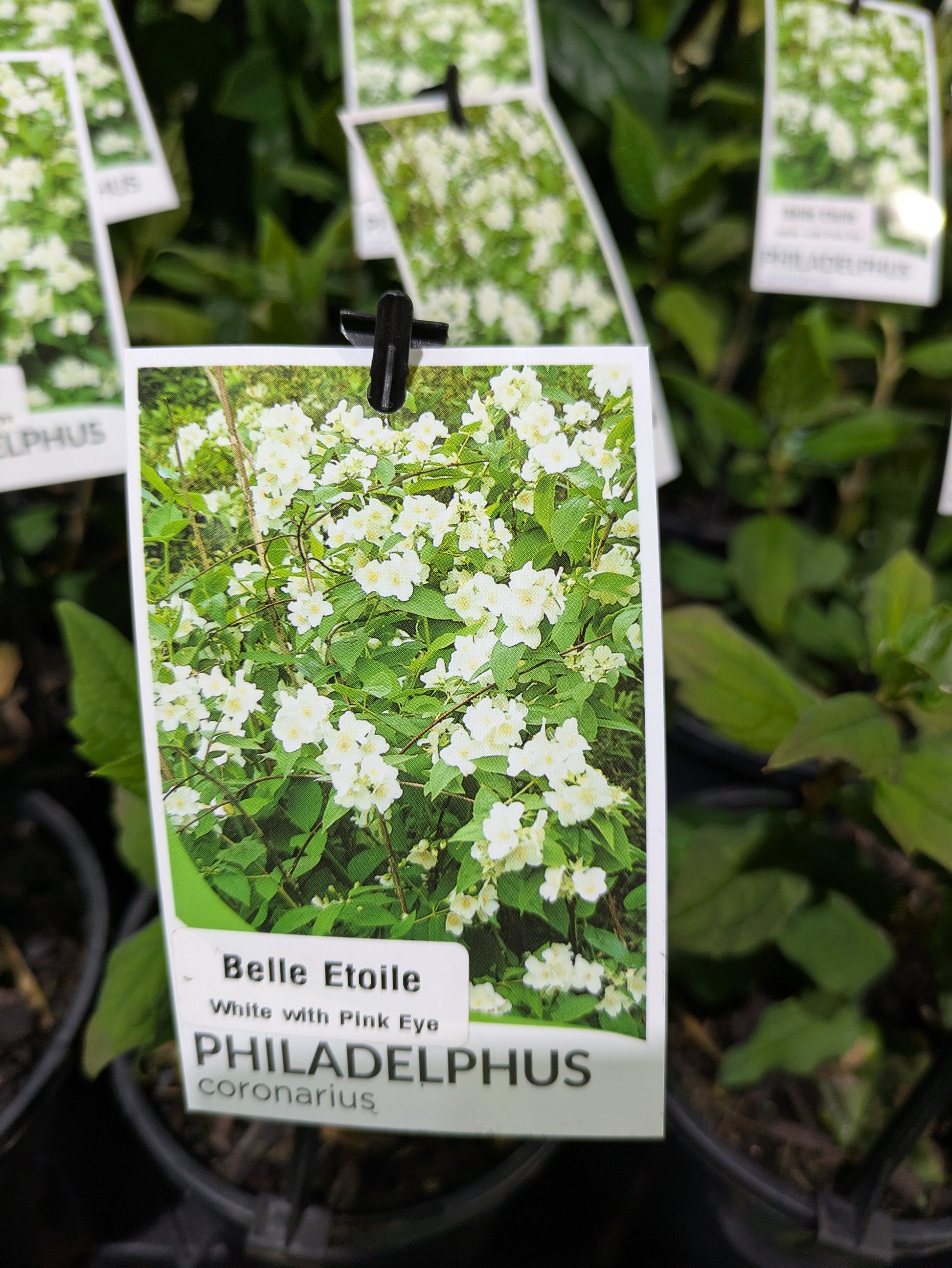 the plant broker