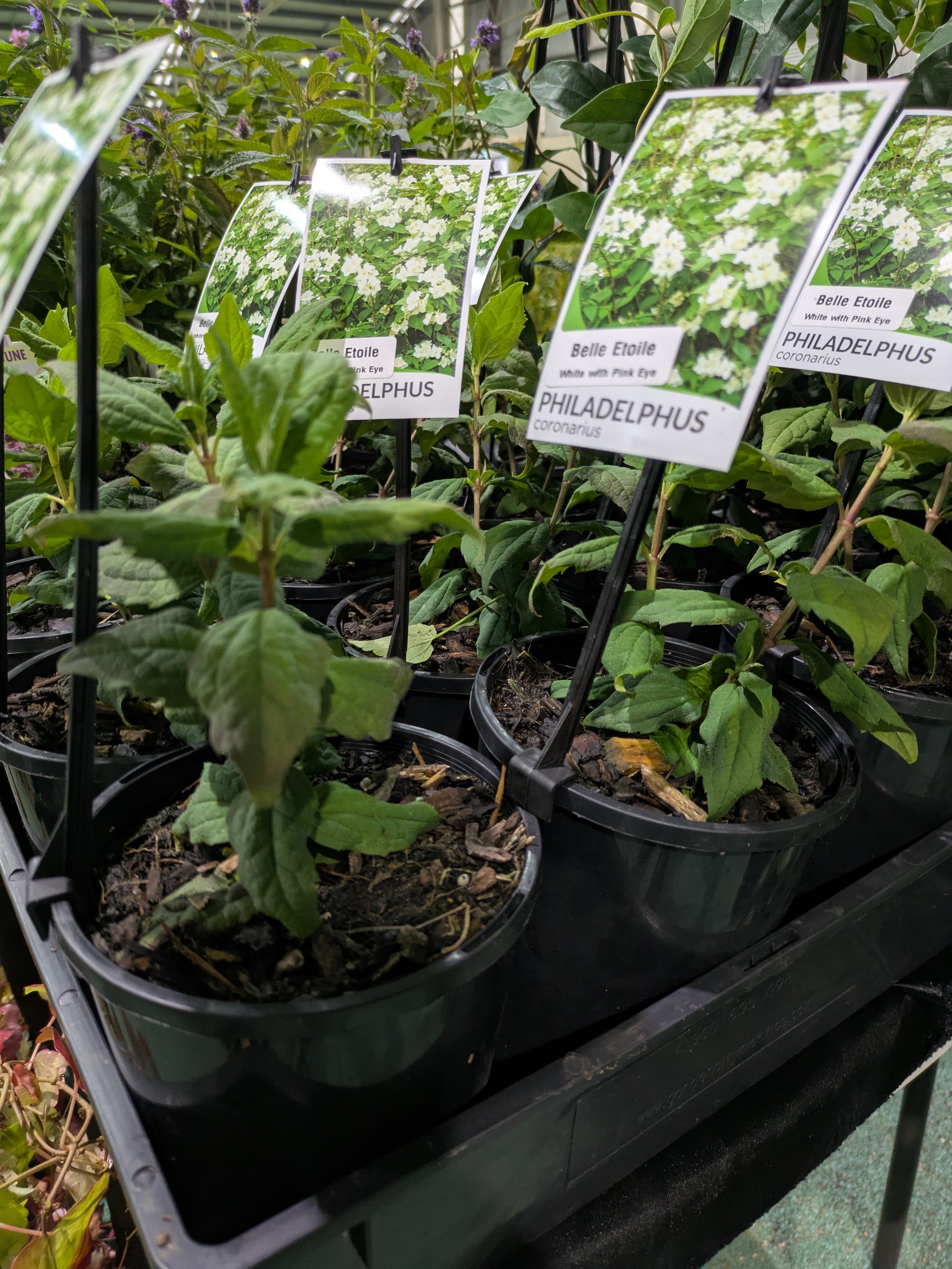 the plant broker