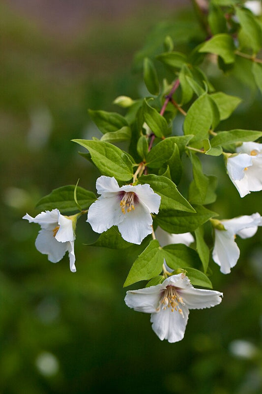 Philadelphus Belle Etoile