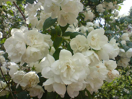 Philadelphus Virginalis