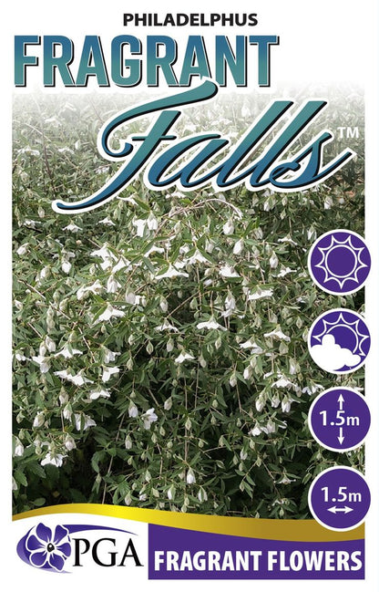 Philadelphus ‘Fragrant Falls’