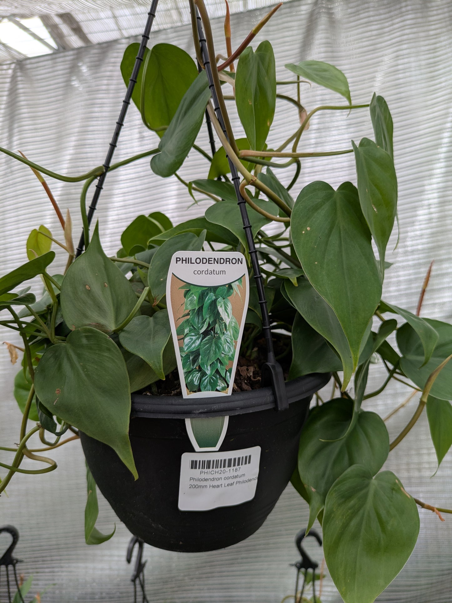 Philodendron Cordatum