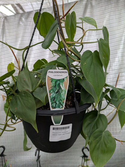 Philodendron Cordatum