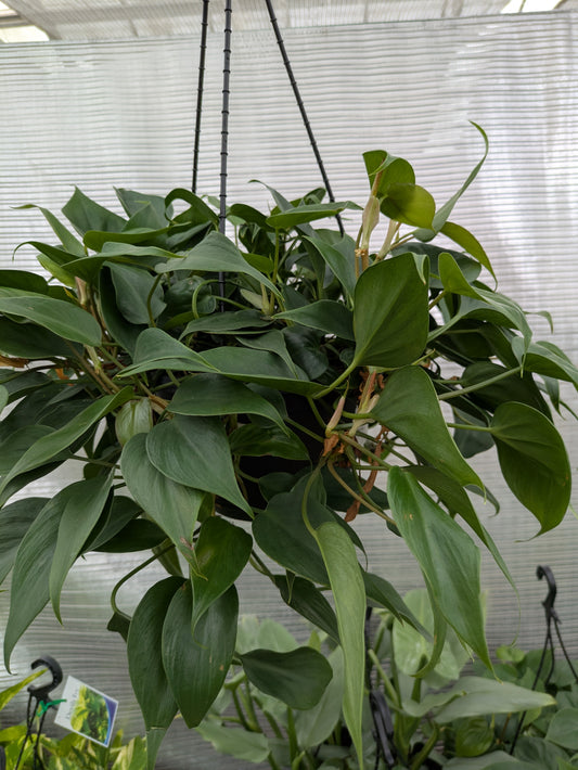 Philodendron Cordatum