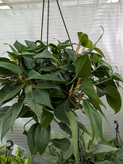Philodendron Cordatum